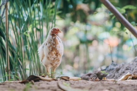 Gardening With Chickens for Fantastic Pest Control Image